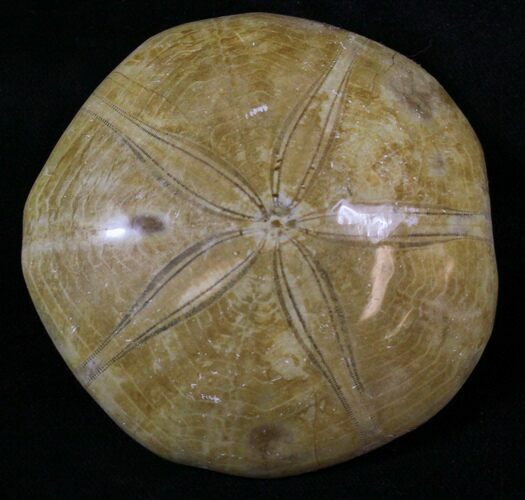 Large Polished Fossil Sand Dollar - Jurassic #18801